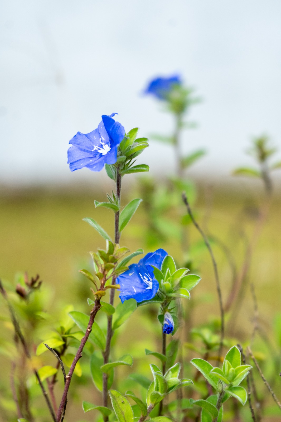 Flowers gave the buty of  temple